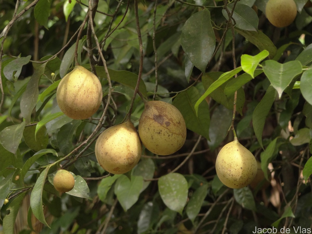 Myristica fragrans Houtt.